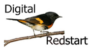 Digital Redstart